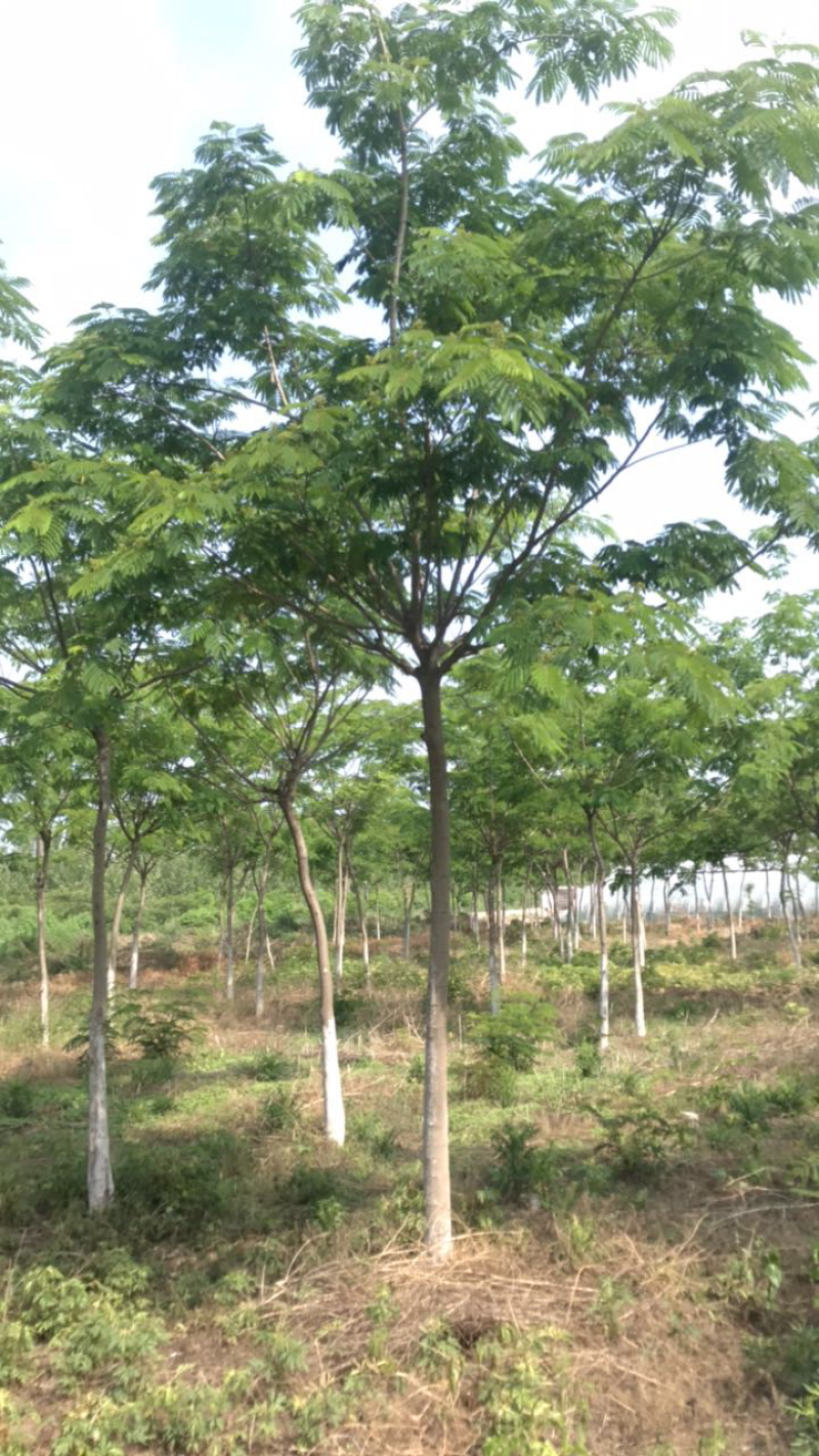 合欢树10-12公分.苗圃出售优质合欢.成活率高。