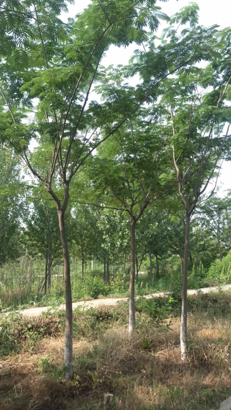 合欢树10-12公分.苗圃出售优质合欢.成活率高。