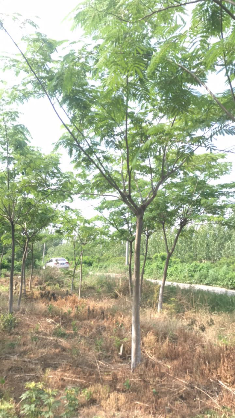 合欢树10-12公分.苗圃出售优质合欢.成活率高。