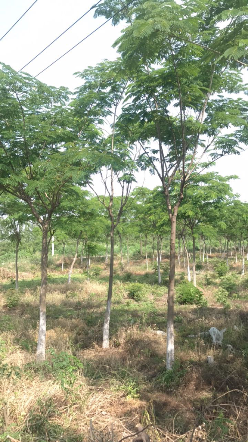 合欢树10-12公分.苗圃出售优质合欢.成活率高。