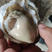 乳山生蚝牡蛎当日海捕肥度足鲜活烧烤专用各种规格视频看货