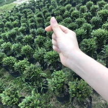 紫檀
