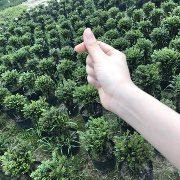 紫檀