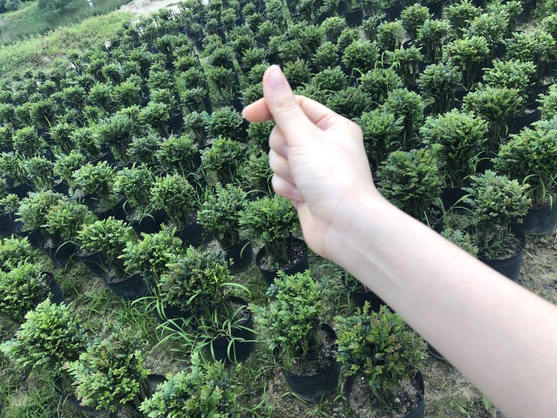紫檀