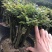 紫檀