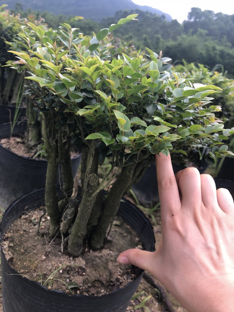 紫檀