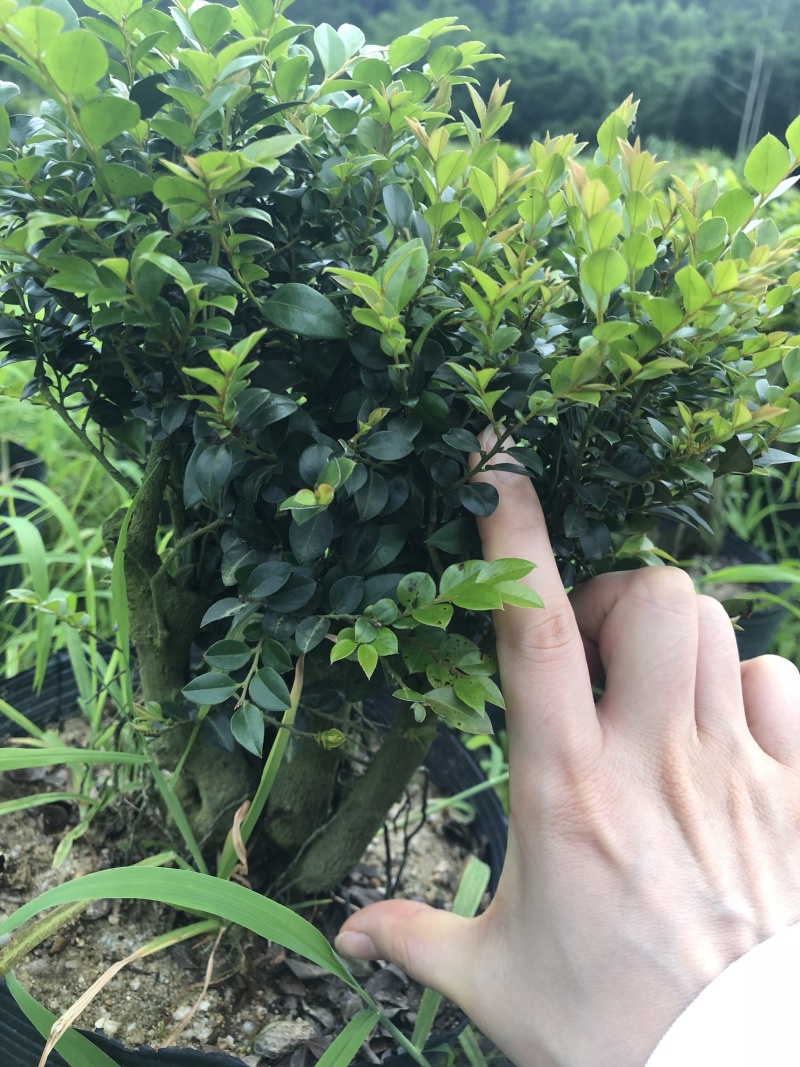 紫檀