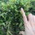 紫檀