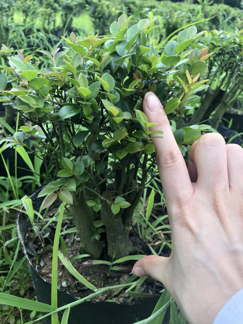 紫檀