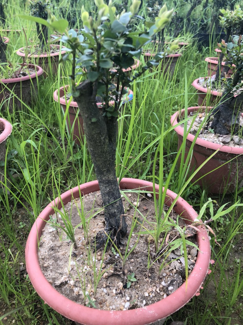 紫檀