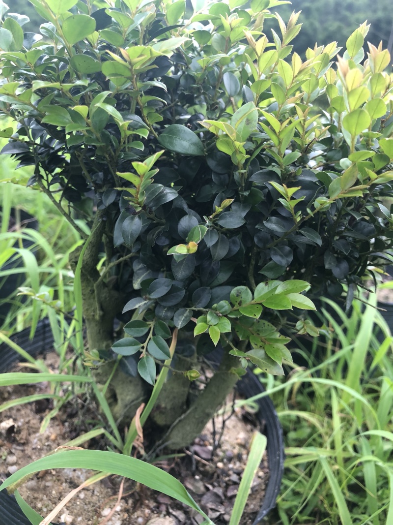 紫檀