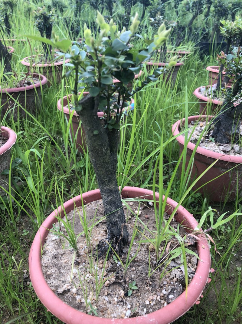 紫檀