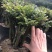 紫檀