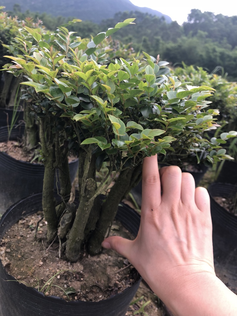 紫檀