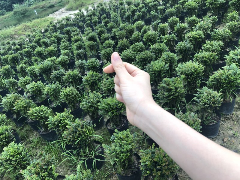 紫檀