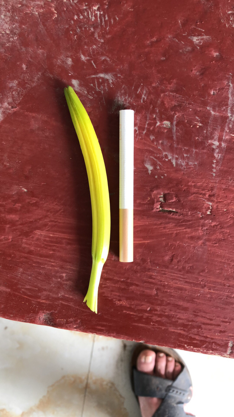 黄花菜新鲜出炉，6月15日可供货