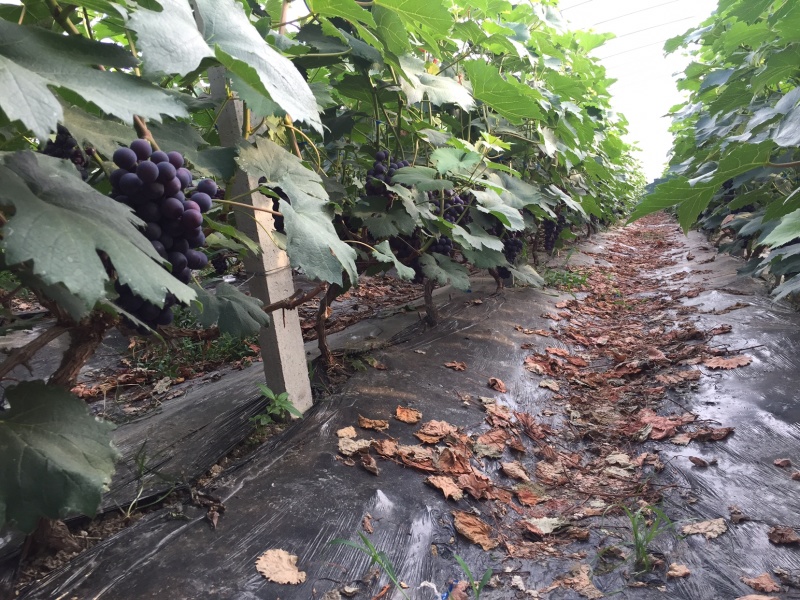 夏黑大量出货中