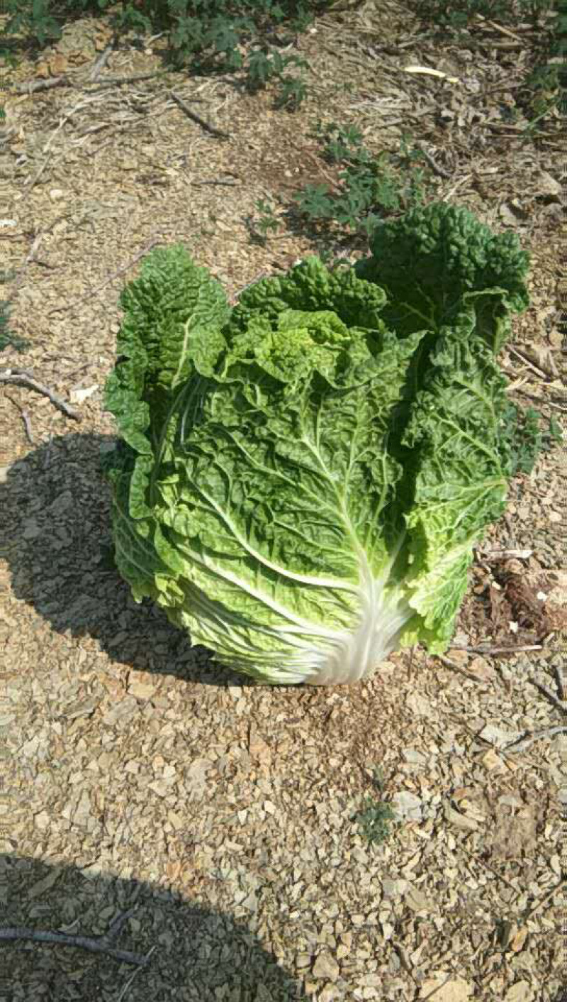 【源头商家】白菜大量上市源头商家一手货源商超品质