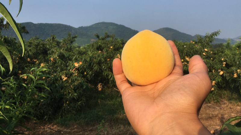 【三生三世】水果黄桃净重4.5斤网红直播电商微商供应链