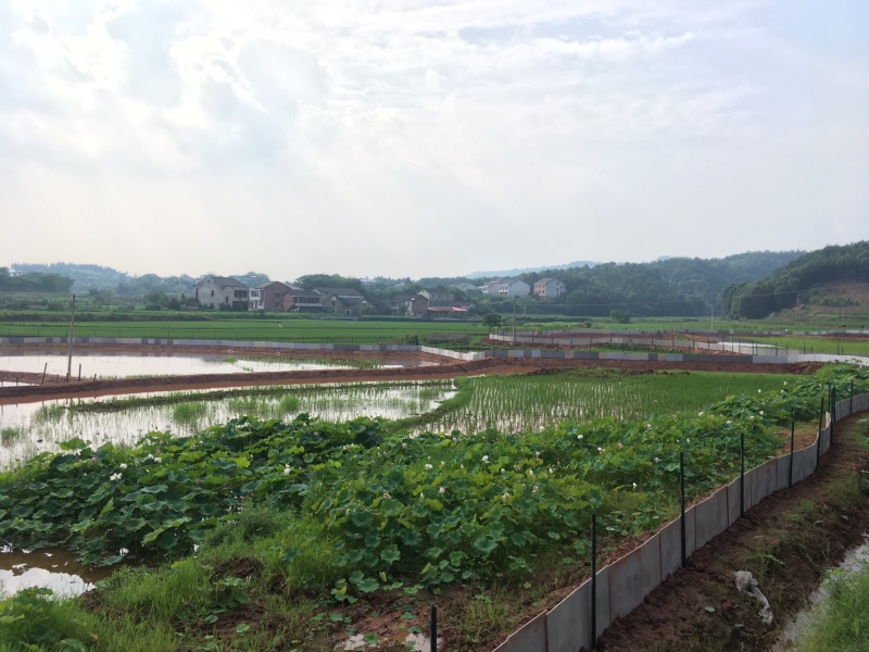 生态甲鱼（纯生态稻田养鳖）