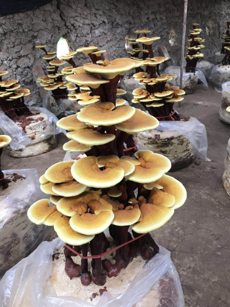 活体灵芝盆景，放到家中就可以生长