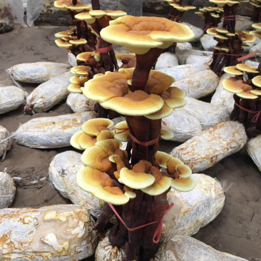 活体灵芝盆景，放到家中就可以生长