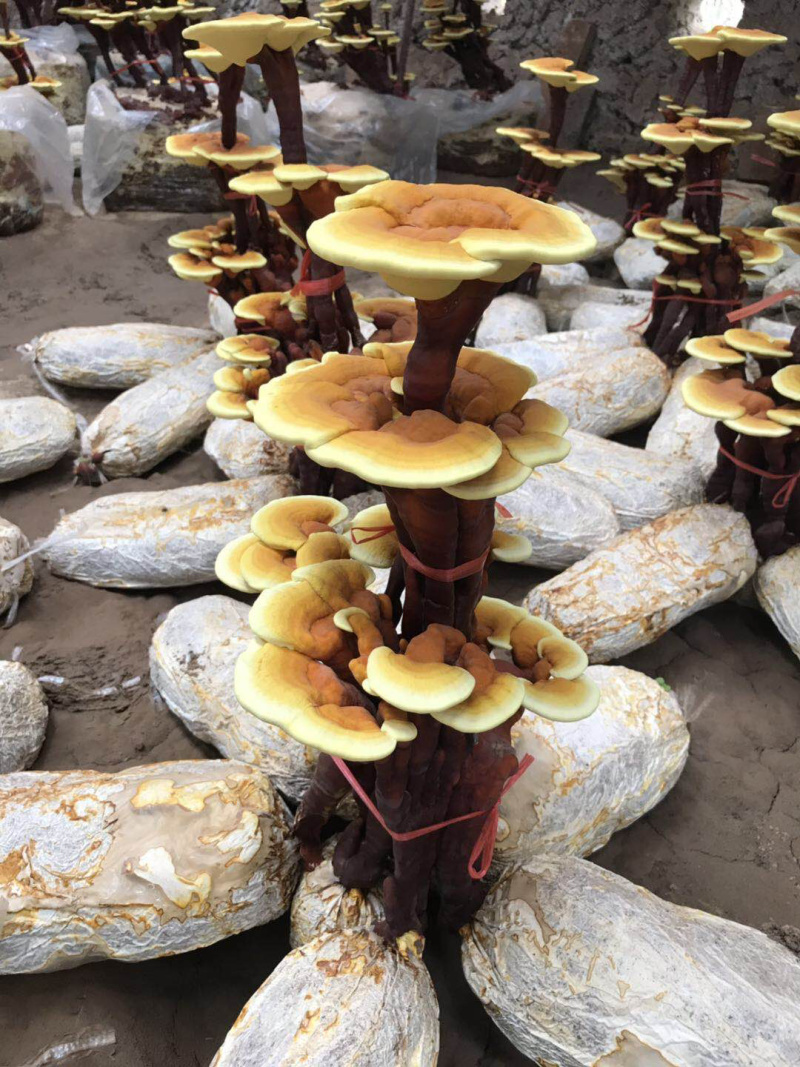 活体灵芝盆景，放到家中就可以生长