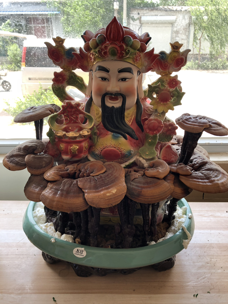活体灵芝盆景，放到家中就可以生长