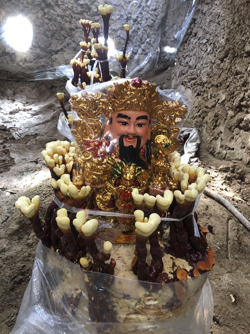 活体灵芝盆景，放到家中就可以生长
