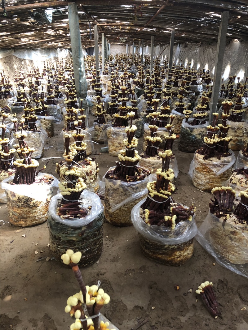 活体灵芝盆景，放到家中就可以生长