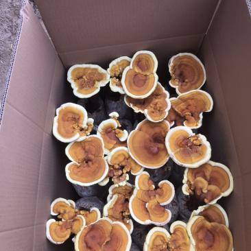 黄金边灵芝，金边灵芝，黄金灵芝