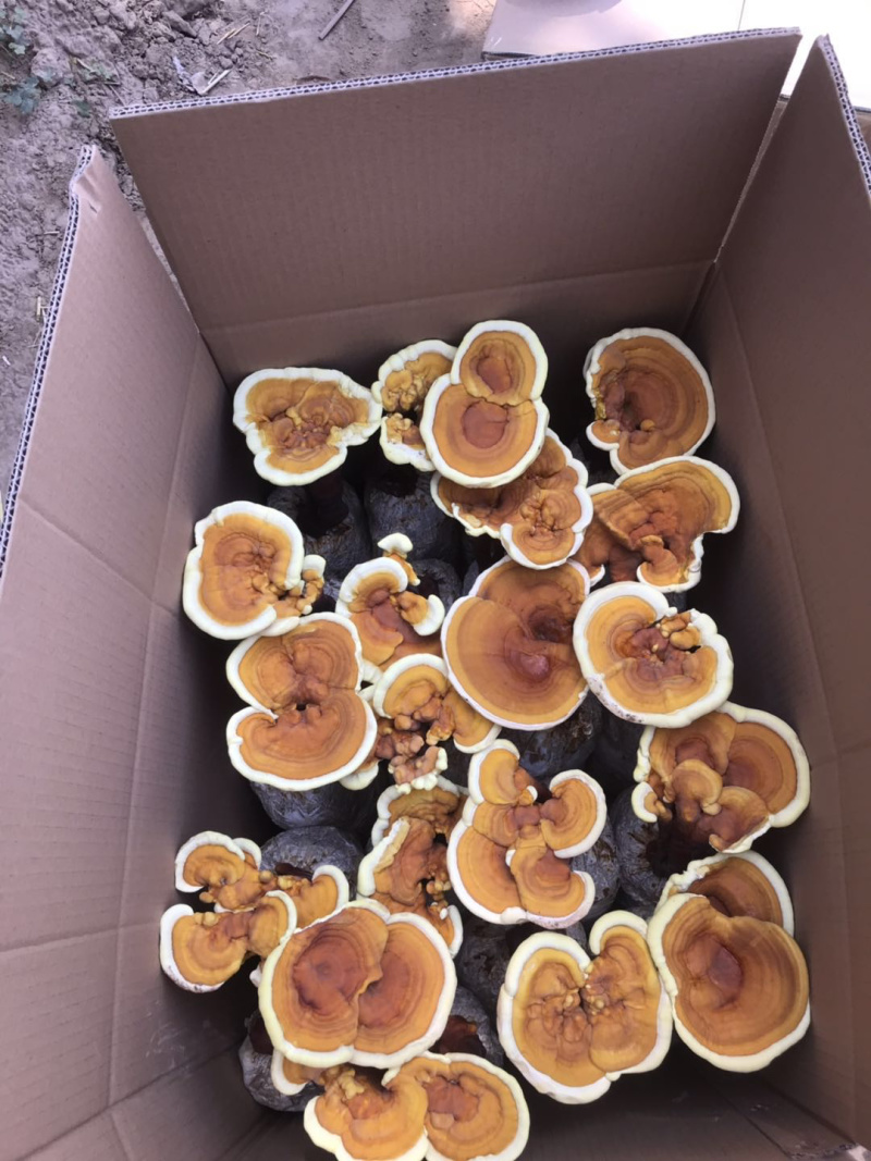 黄金边灵芝，金边灵芝，黄金灵芝
