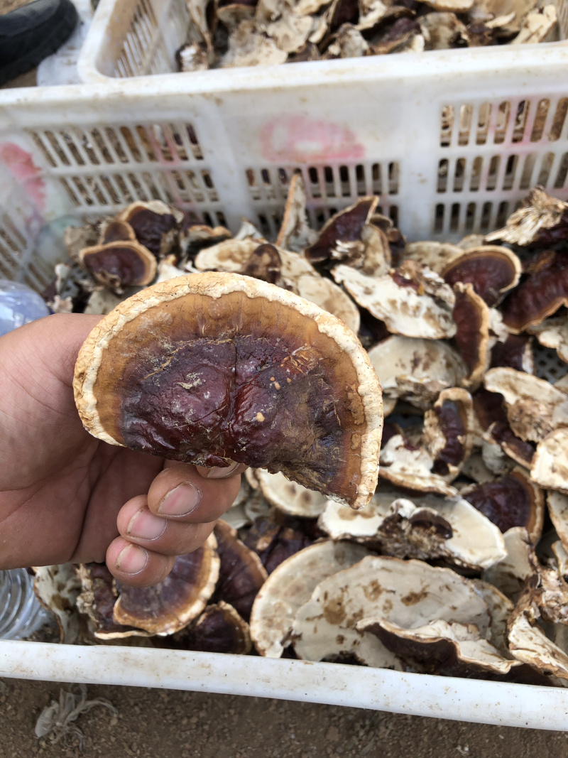 黄金边灵芝，金边灵芝，黄金灵芝