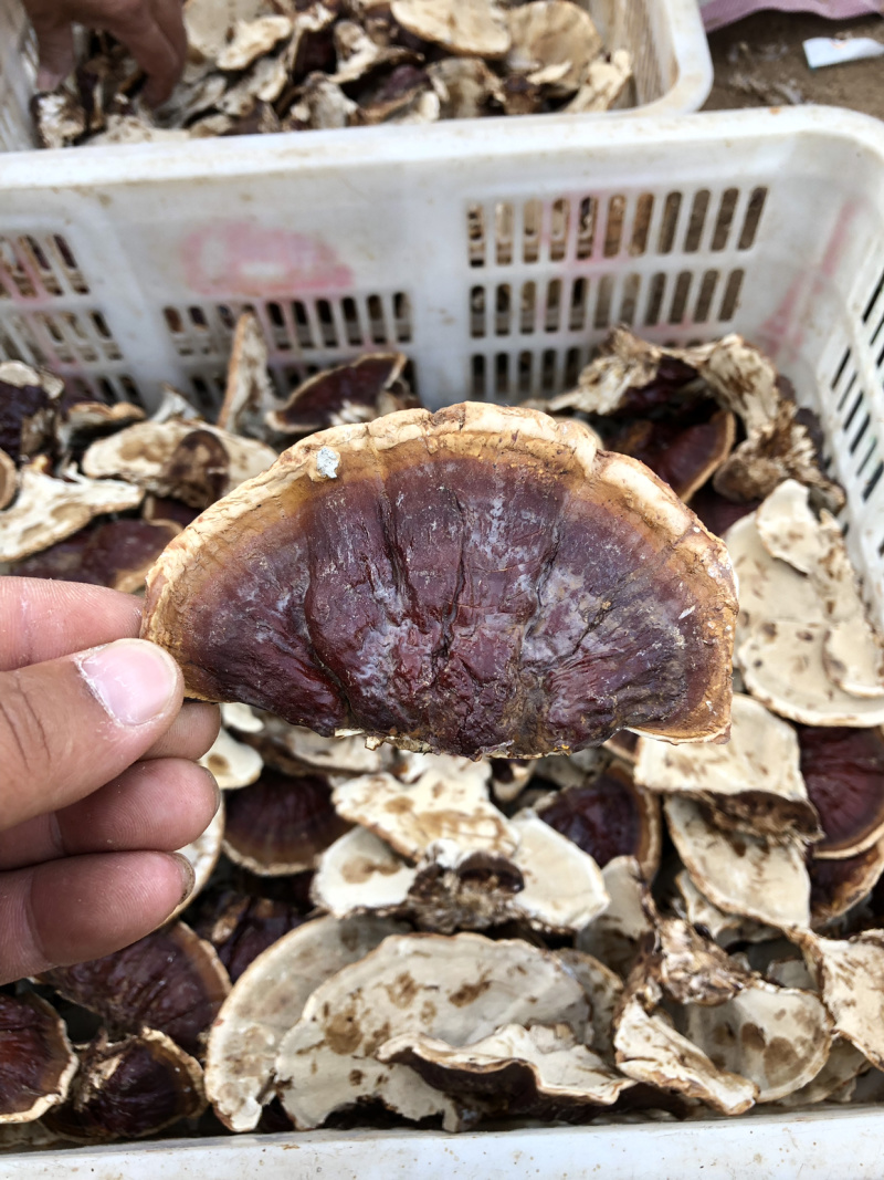 黄金边灵芝，金边灵芝，黄金灵芝