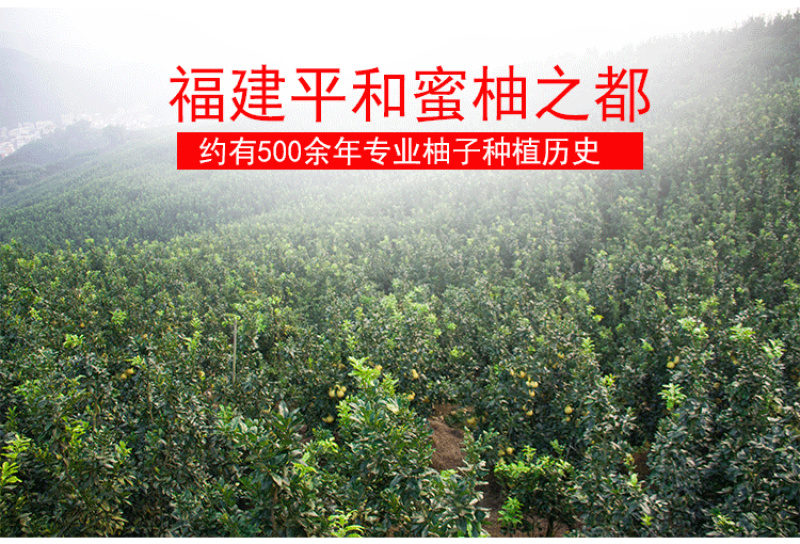 平和蜜柚白柚白肉两粒礼盒装新鲜现采现发电商直供