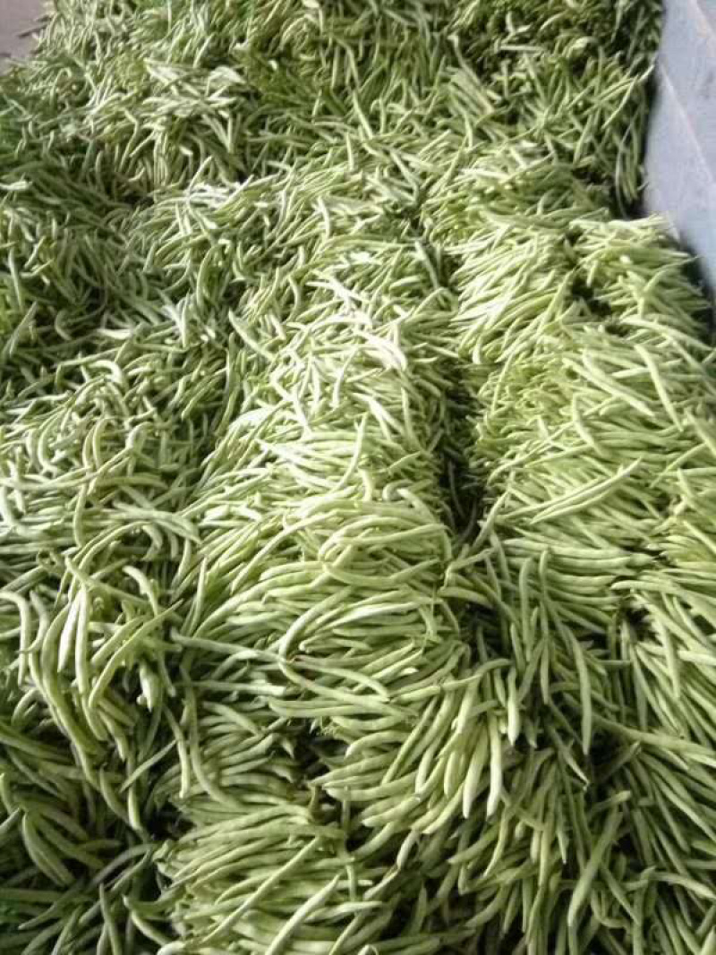 无筋四季豆，产地直发，支持各种包装，按需分拣