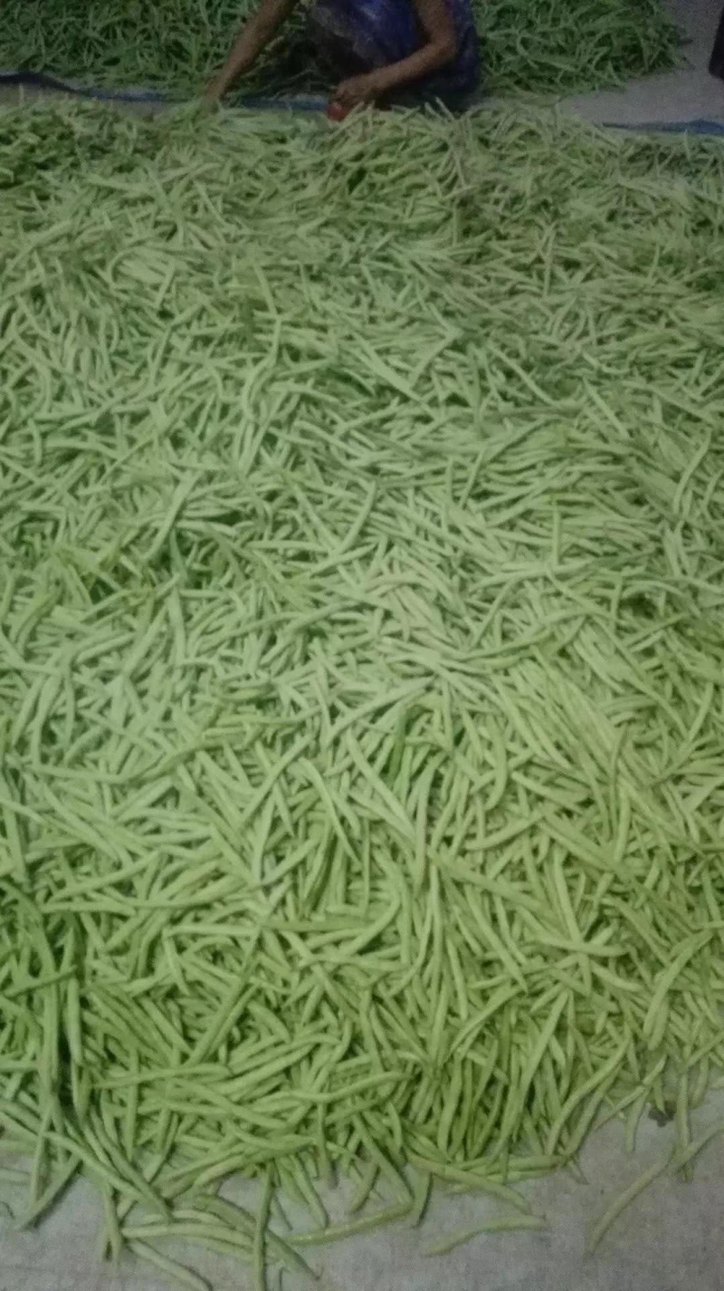 无筋四季豆，产地直发，支持各种包装，按需分拣