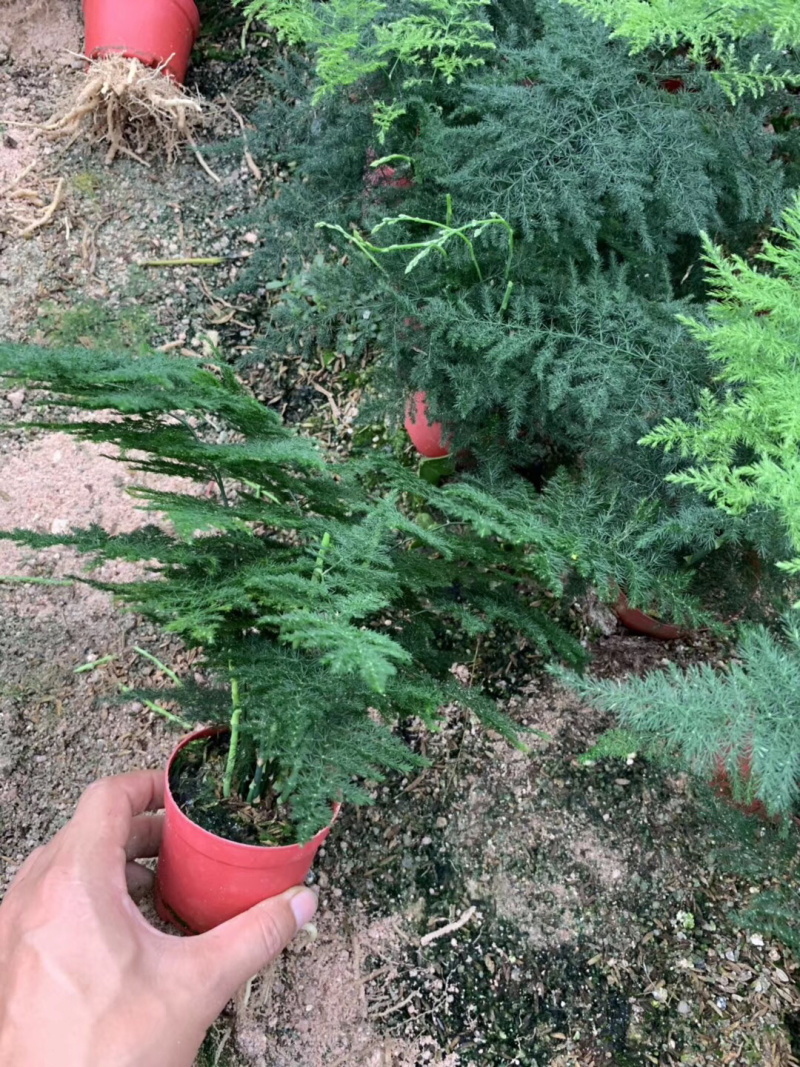 文竹福建铁杆文竹小文竹盆栽基地批发价视屏看货