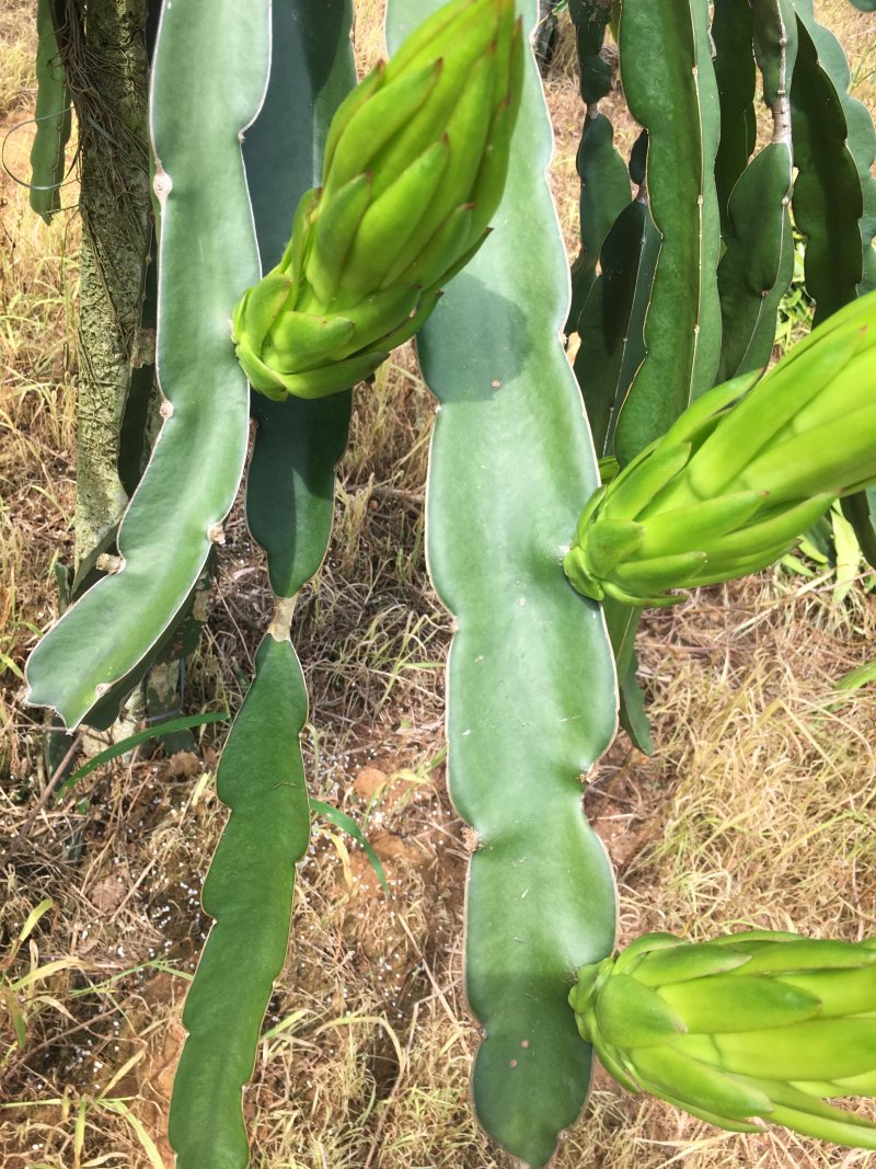 无刺红龙，红心火龙果苗，高产量，成果率高，大果率90%