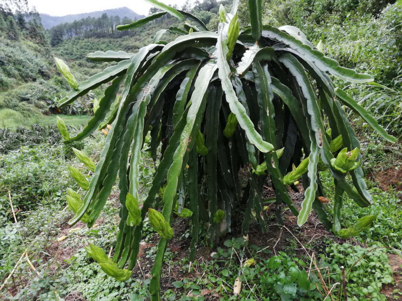 无刺红龙，红心火龙果苗，高产量，成果率高，大果率90%