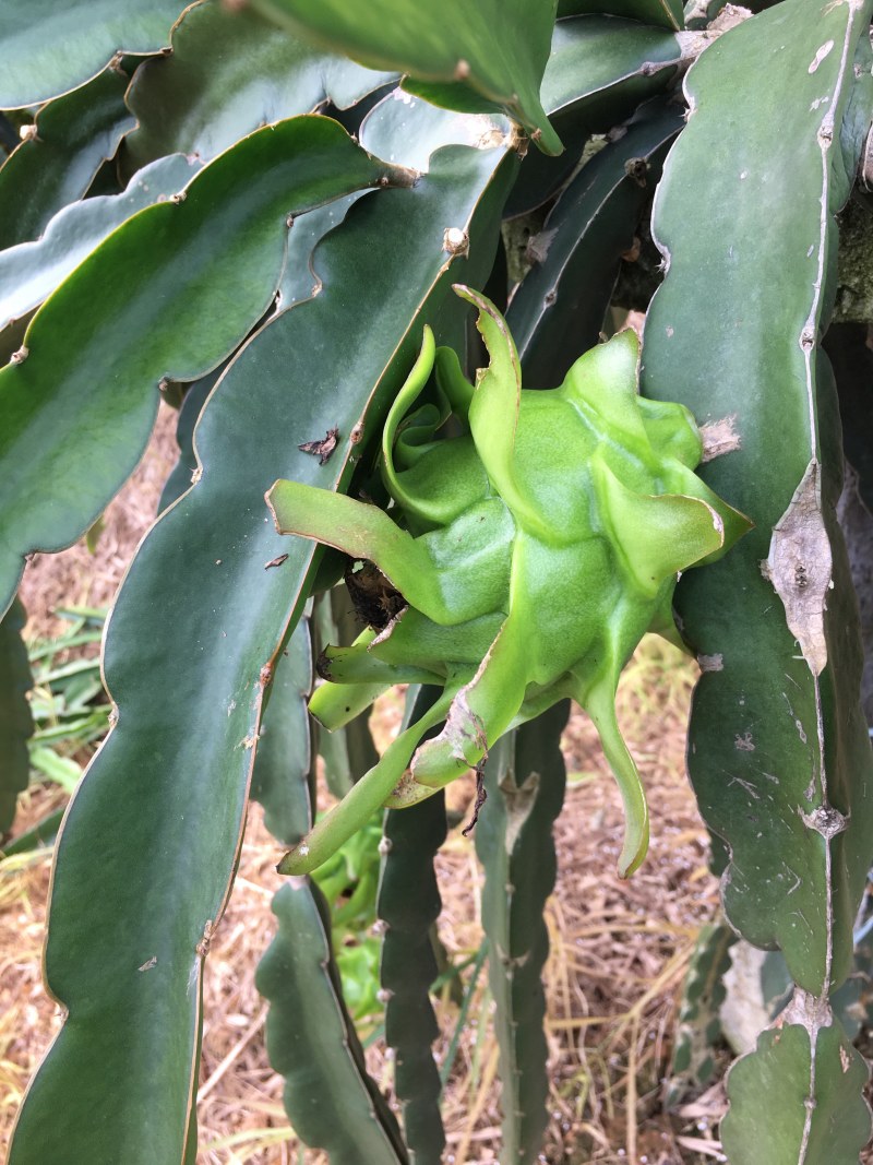 无刺红龙，红心火龙果苗，高产量，成果率高，大果率90%
