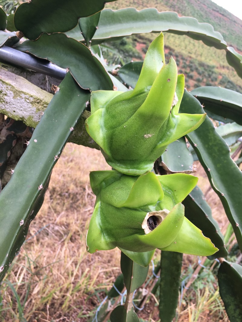 无刺红龙，红心火龙果苗，高产量，成果率高，大果率90%