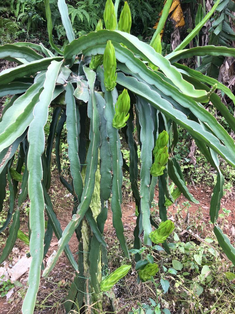 无刺红龙，红心火龙果苗，高产量，成果率高，大果率90%