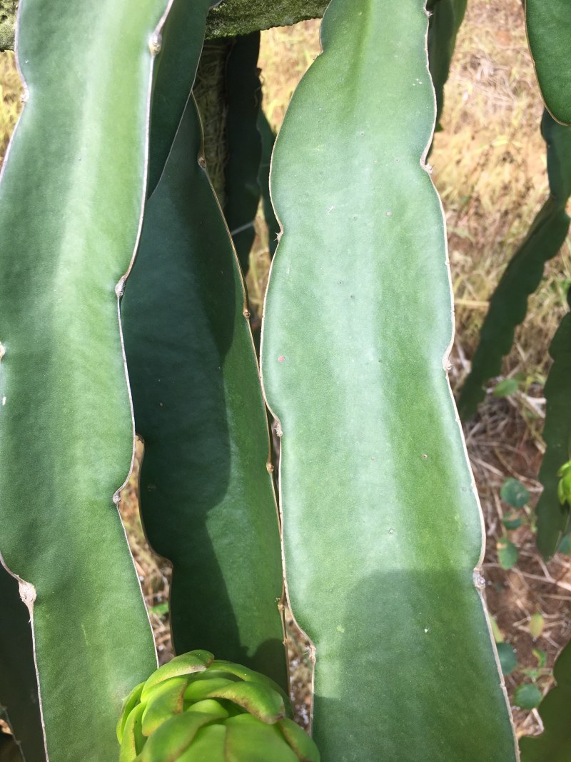 无刺红龙，红心火龙果苗，高产量，成果率高，大果率90%