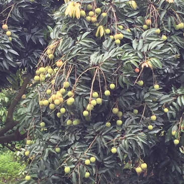 增城荔枝桂味