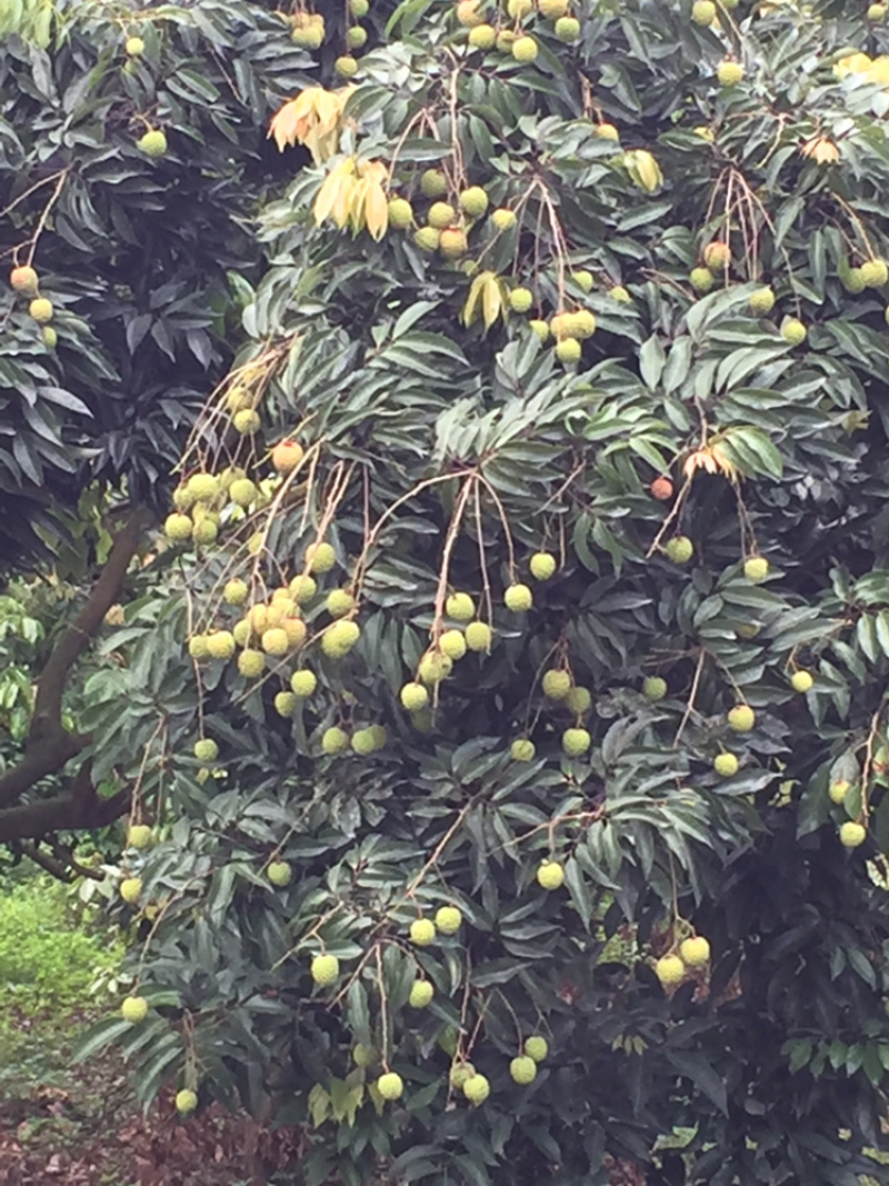 增城荔枝桂味