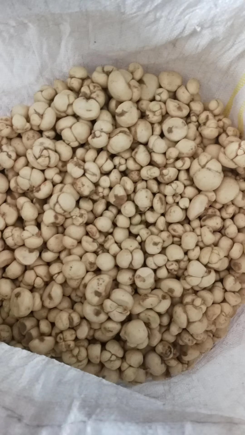 大量土贝母种球批发供应