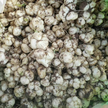大量土贝母种球批发供应