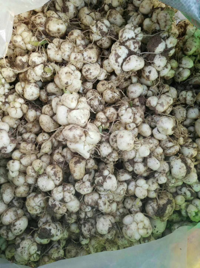 大量土贝母种球批发供应