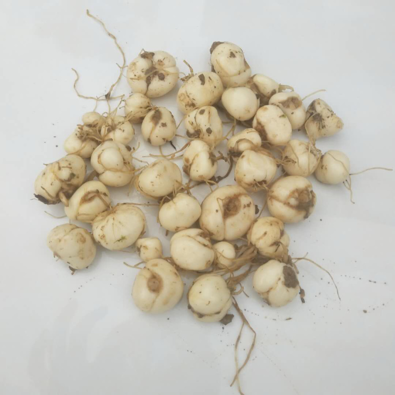 大量土贝母种球批发供应